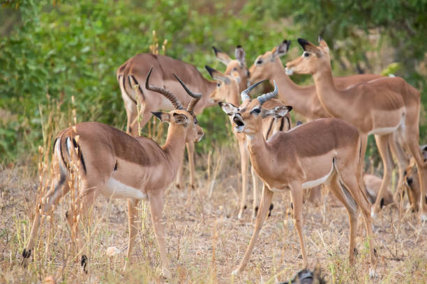 istock Two male impala fight in for the herd with the best territory 890624642
