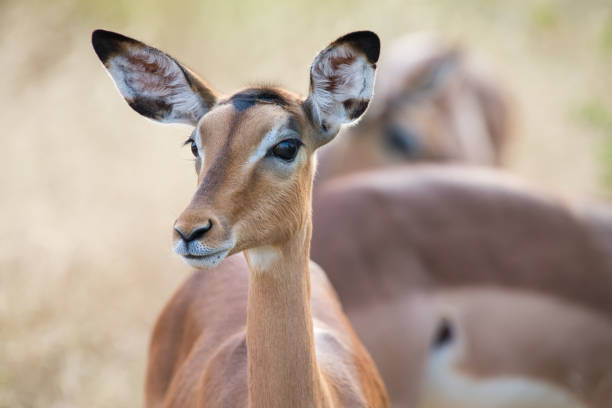 Impala Doe Head Closeup Portrait With Lovely Colours Stock Photo - Download  Image Now - iStock