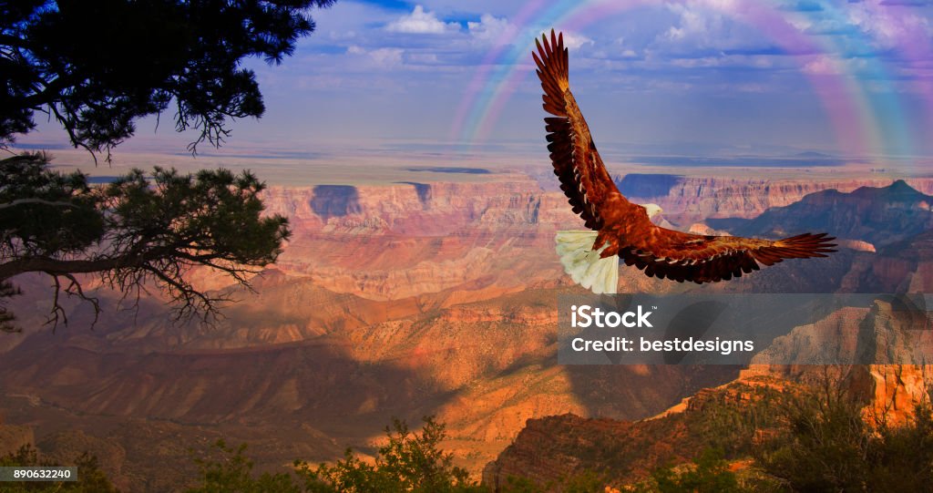 Eagle takes flight over Grand Canyon USA Eagle - Bird Stock Photo