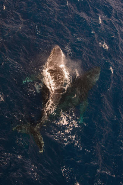 istock Humpback whale swimming in deep blue sea water - aerial view 890632412