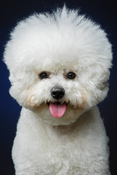 istock beautiful bichon frisee dog 890635418