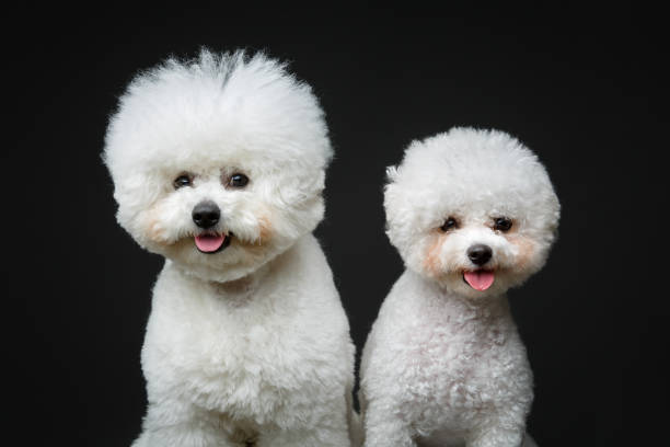 istock beautiful bichon frisee dogs 890635644
