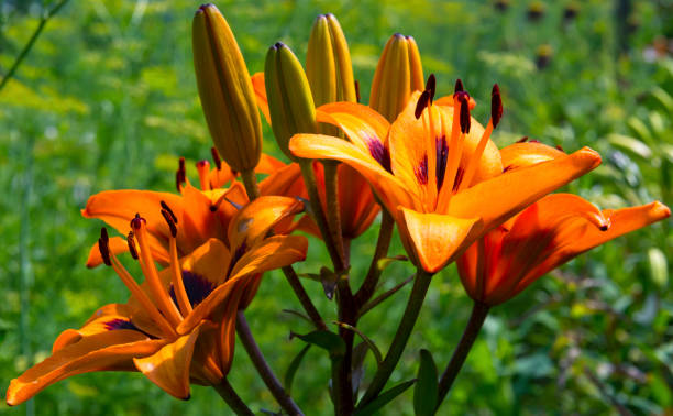 istock Orange lily in the garden 890635722