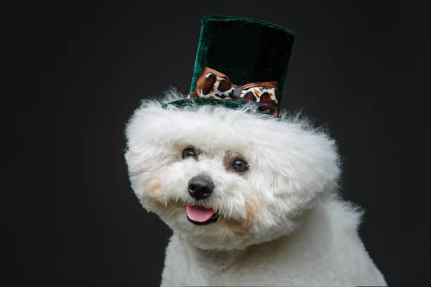 istock beautiful bichon frisee dog in cute hat 890637910