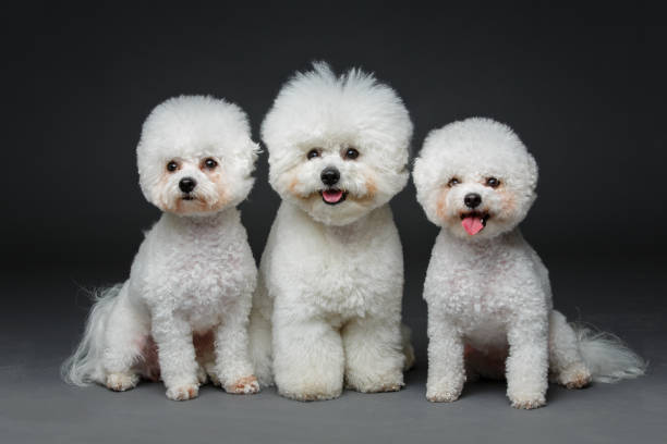 istock beautiful bichon frisee dogs 890638006