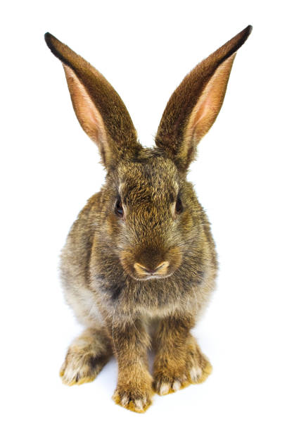istock Happy New Year of rabbit 890638042