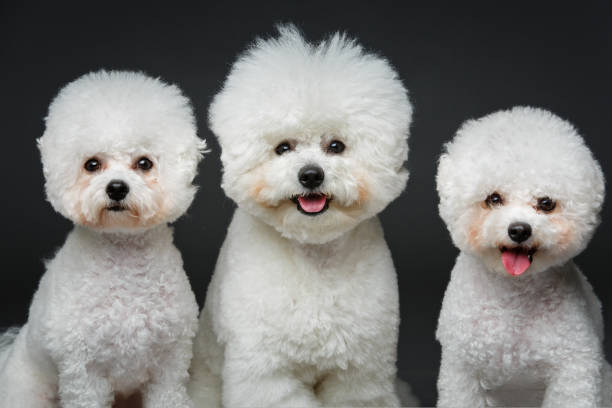 istock beautiful bichon frisee dogs 890638162