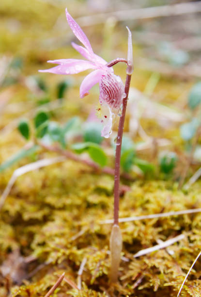 Calypsoeae Bilder und Stockfotos iStock