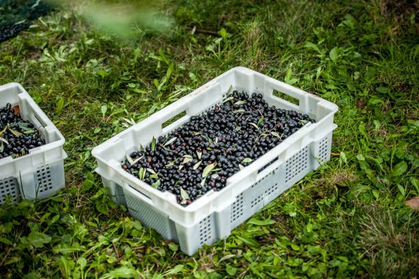 istock Close up of Harvested Black Olives 890641508