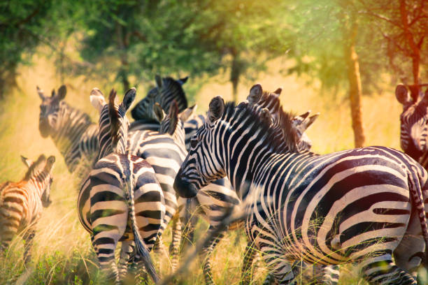 Zebras in Akagera national park in Rwanda