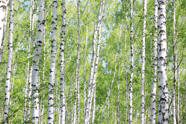 birch grove im sommer - birch tree tree downy birch white stock-fotos und bilder