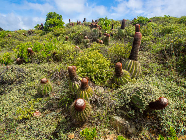 istock Cactus Field on St. John Virgin Islands 890647130