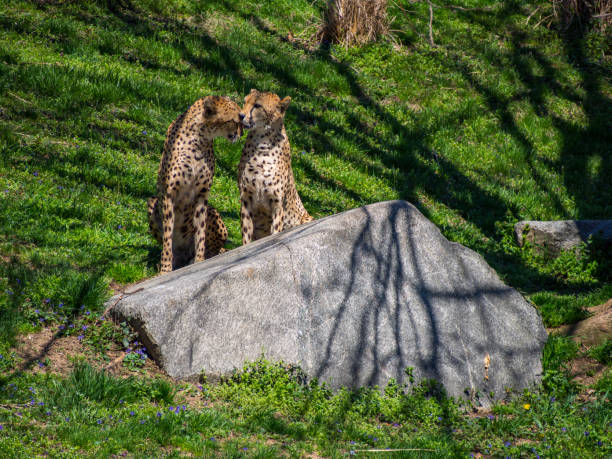 Two Cheetahs at the National Zoo Grooming