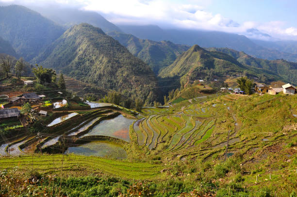 istock Terraced rice field in Northern Vietnam 890647360
