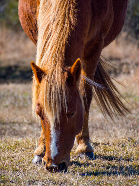 istock Assateague Wild Pony Grazing, Close Up, National Seashore 890647372