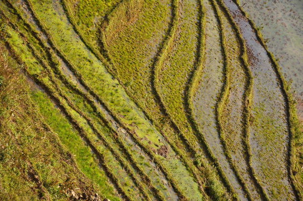 istock Terraced rice field in Northern Vietnam 890647402