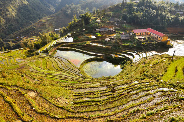 istock Terraced rice field in Northern Vietnam 890647440