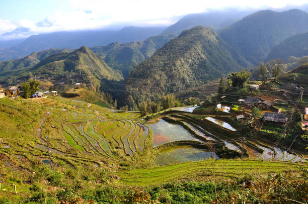 istock Terraced rice field in Northern Vietnam 890647534