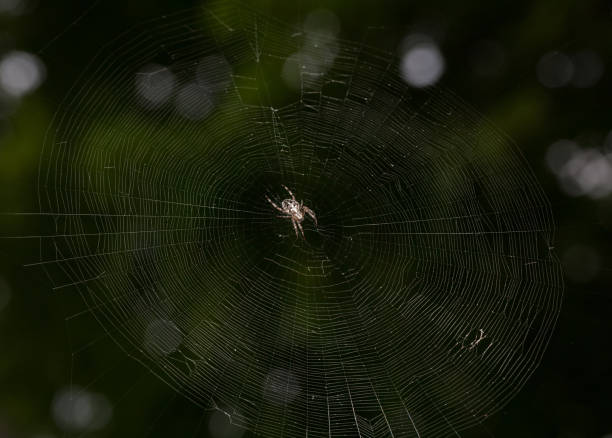 istock In the moddle of the web 890650246
