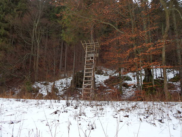 istock Wooden hunting hide 890653226