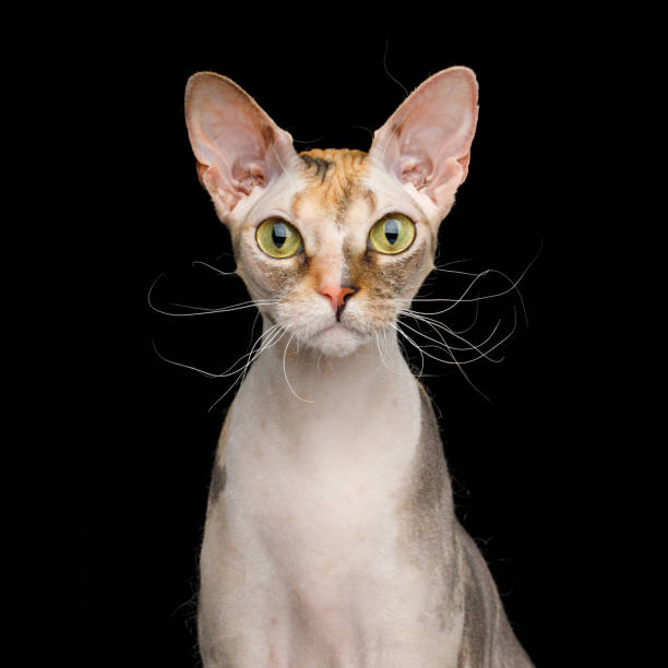 istock Sphynx Cat with Isolated on Black Background 890666066