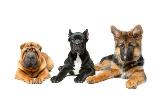 istock beautiful three puppy dogs 890666122