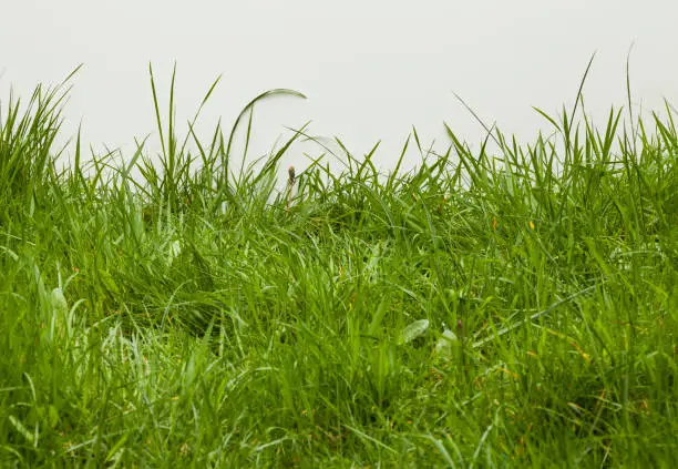 Photo of Grass