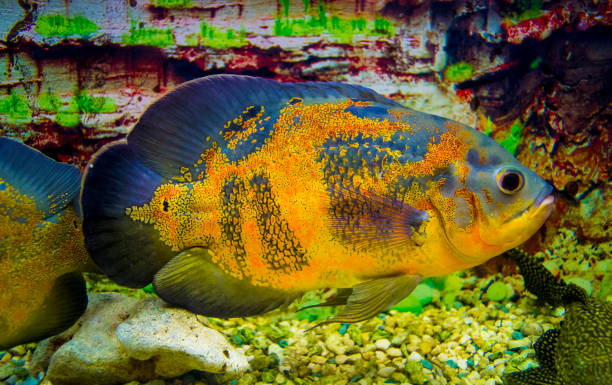 istock Astronotus ocellatus. Oscar fish (Astronotus ocellatus) swimming underwater 890666282
