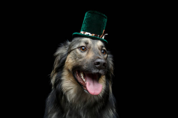 istock beautiful dog in hat isolated on black 890668830