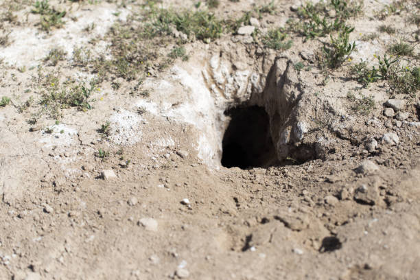 istock Hole in the ground animal in nature 890672224