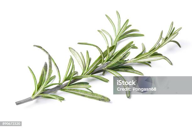 Rosemary Herb Closeup Isolated On White Background Stock Photo - Download Image Now - Rosemary, Cut Out, Agriculture