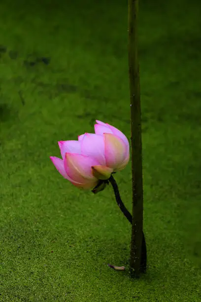 A lotus flower in the pond looks lonely.