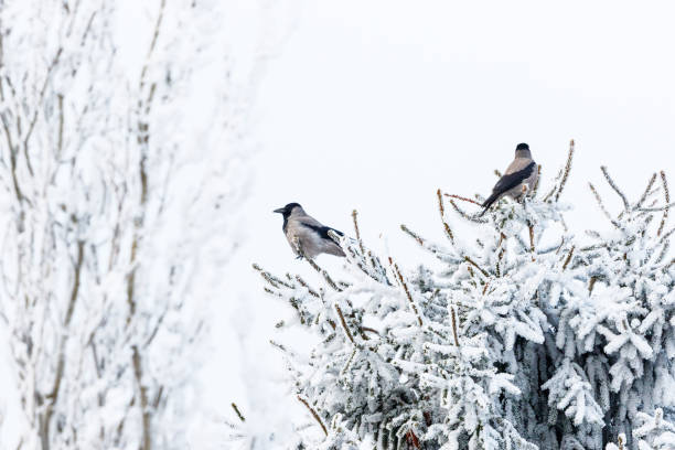 Jackdaws sitting in a spruce tree top with frost in winter