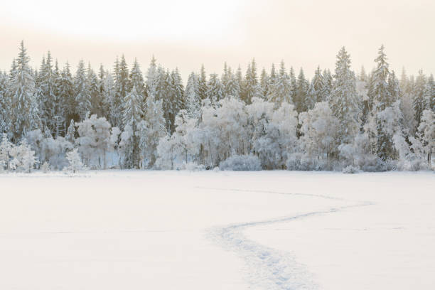 istock Cold winter landscape with snow and frost 890672750