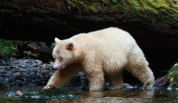 istock Kermode Spirit Bear in Canada's Great Bear Rainforest 890674944
