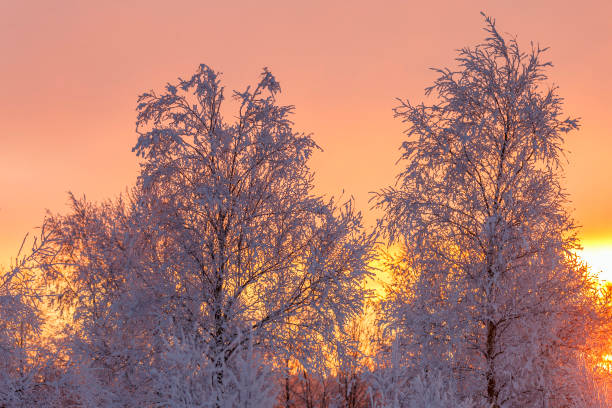 istock Sunset with frosty trees in winter 890674952