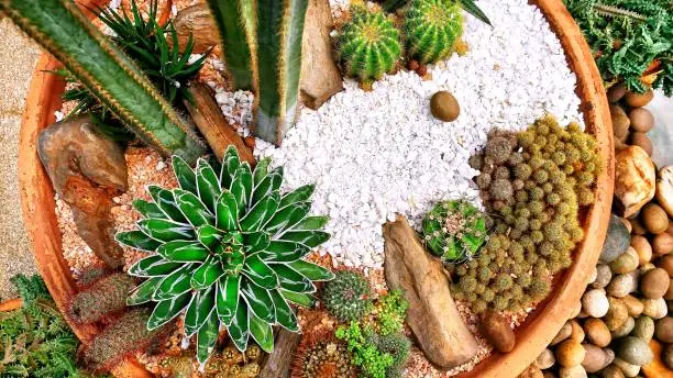 Desert Plants in White Stone in Clay Pot