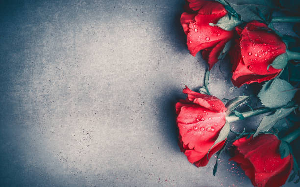 Red roses layout on gray desktop background, top view.  Valentines day, dating and love greeting card Red roses layout on gray desktop background, top view.  Valentines day, dating and love greeting card, anniversary and invitations. Retro styled rose bouquet red table stock pictures, royalty-free photos & images
