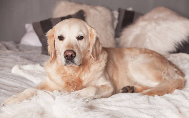 очаровательный золотой ретривер собака на светло-пастельных серых белых скандинавских текстильных декоративных подушек пальто для совре� - golden retriever friendship white small стоковые фото и изображения