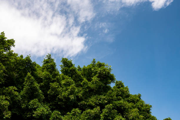 istock leaves of trees with clouds 890692576