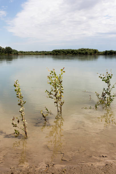 A body of water with plants around it. Water. Outdoor. Nature. Tree. Lake