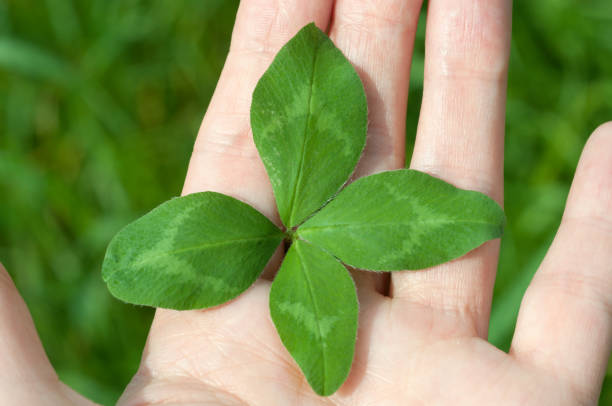 istock four leaf clover in hand - good luck charm 890693218