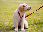 Labrador puppy sits alone on the grass