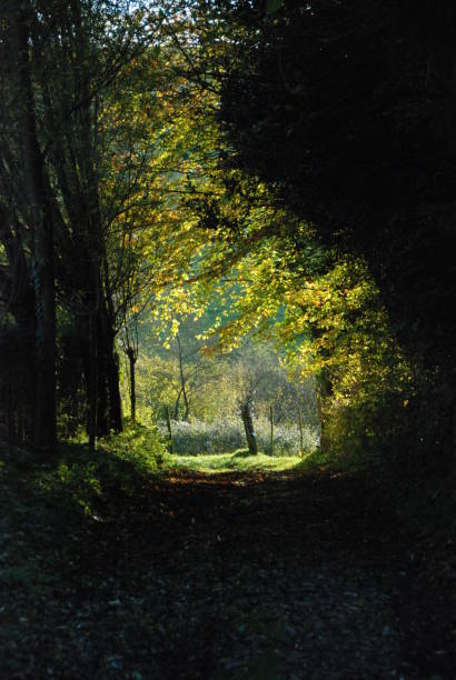 istock Shady forest lane with sunshine 890693362