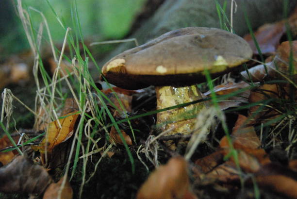 istock Forest mushrooms autumn wild 890693538