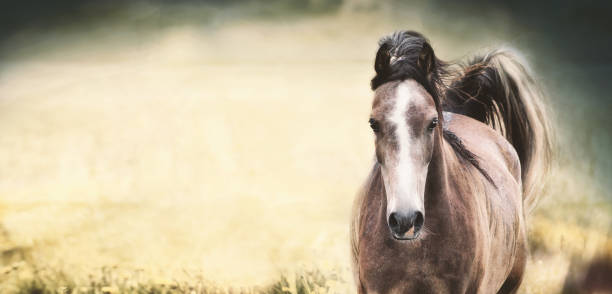 istock Brown horse with a white stripe on the face at nature background, banner 890696298