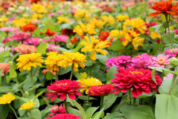 istock Flowers zinnia elegans. Color nature background. 890696574