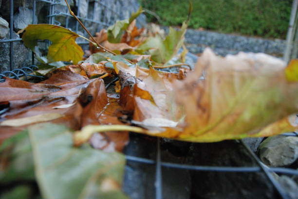 istock Fall leaves bright autumn colors 890696664