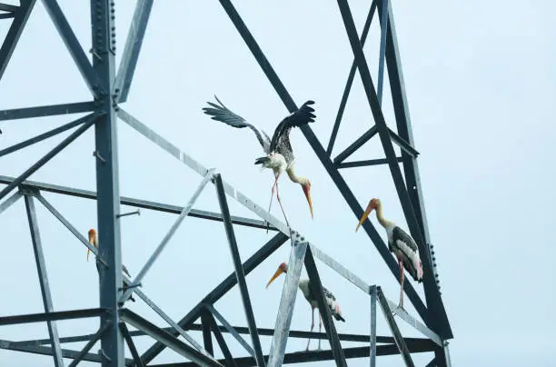 Egrets roost on top substation cable.