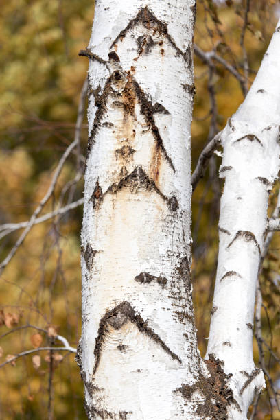 istock birch trunk in nature in autumn 890702924